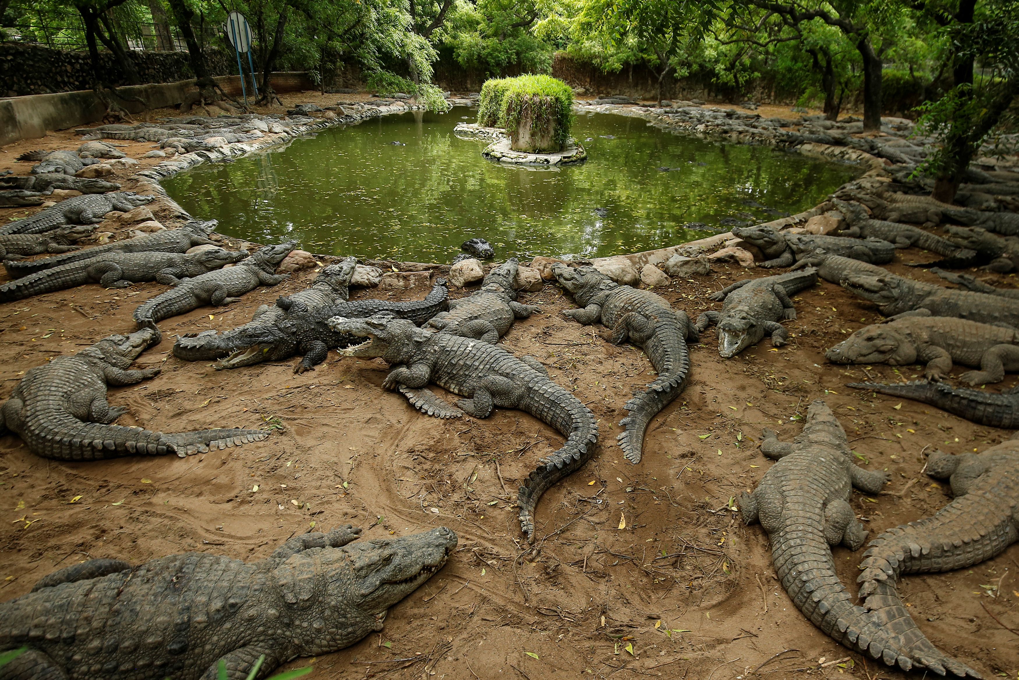 Los cocodrilos descansan en su recinto en el Madras Crocodile Bank, India (REUTERS/P. Ravikumar)