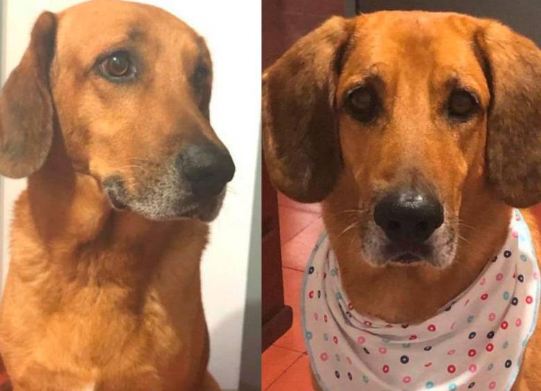Falso veterinario fue condenado luego de causar la muerte de un perro en Antioquia