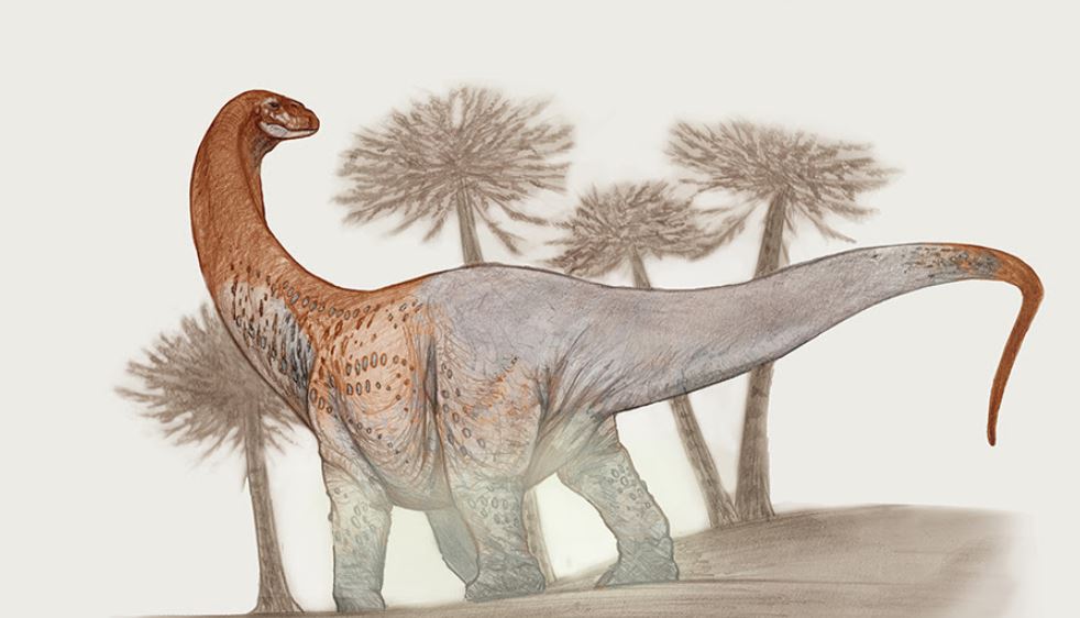 Reconstrucción de Chucarosaurus en vida (Ilustración: Sebastián Rozadilla)