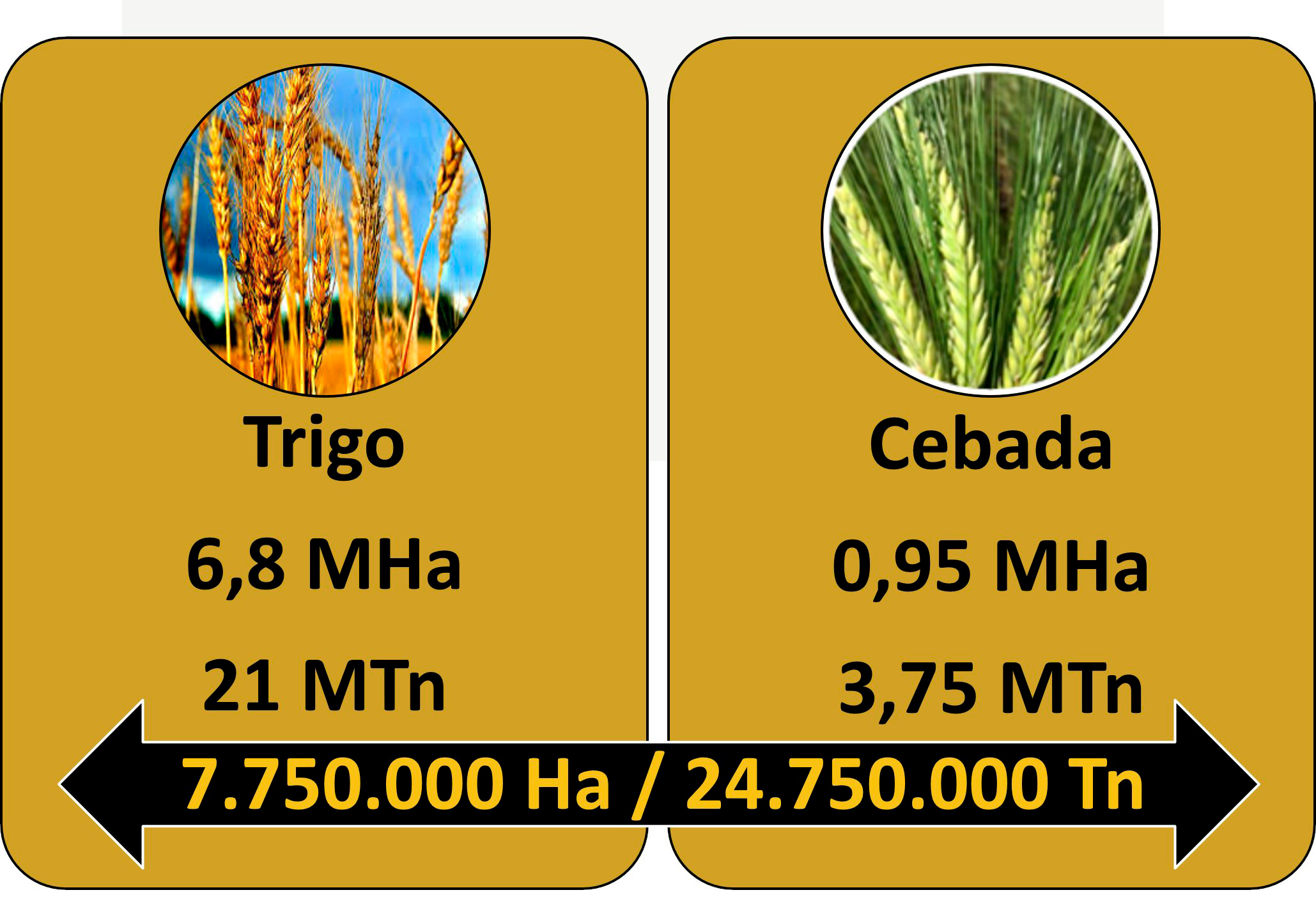 Proyecciones de la Bolsa de Cereales de Buenos Aires para la próxima campaña fina (Infografía: Bolsa de Cereales de Buenos Aires)