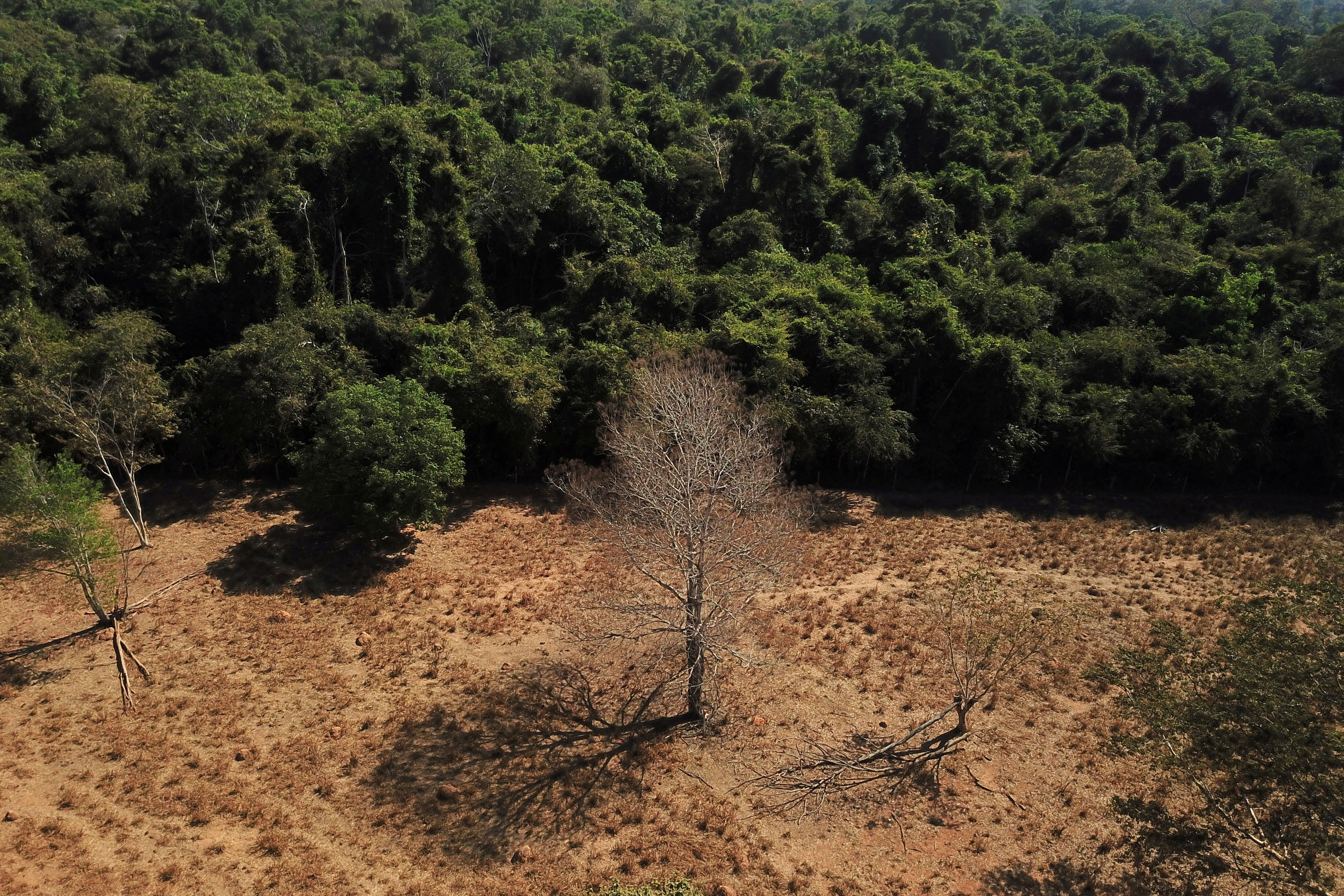 La amazonia arde aún más con Lula da Silva: creció la deforestación