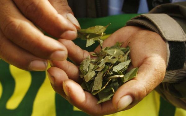 Por qué está cayendo el precio de la pasta de coca en Colombia
