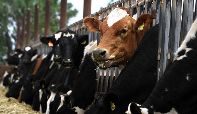 Senasa y Anmat revisan periódicamente que el ganado argentino no se vea afectado por el mal de las vacas locas