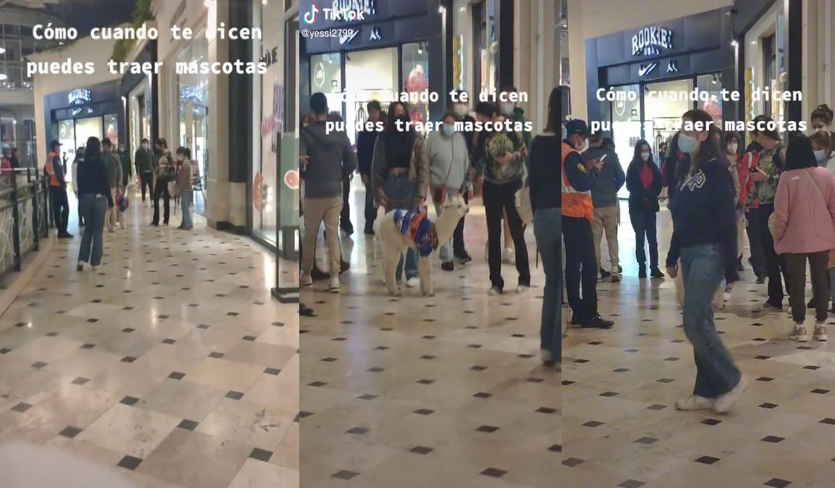 Captan a una alpaca bebé paseando por centro comercial y se vuelve viral