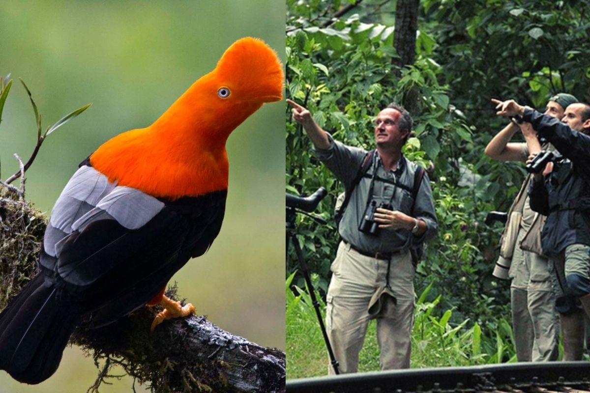 Perú se consolida como uno de los principales destinos para avistamiento de aves 