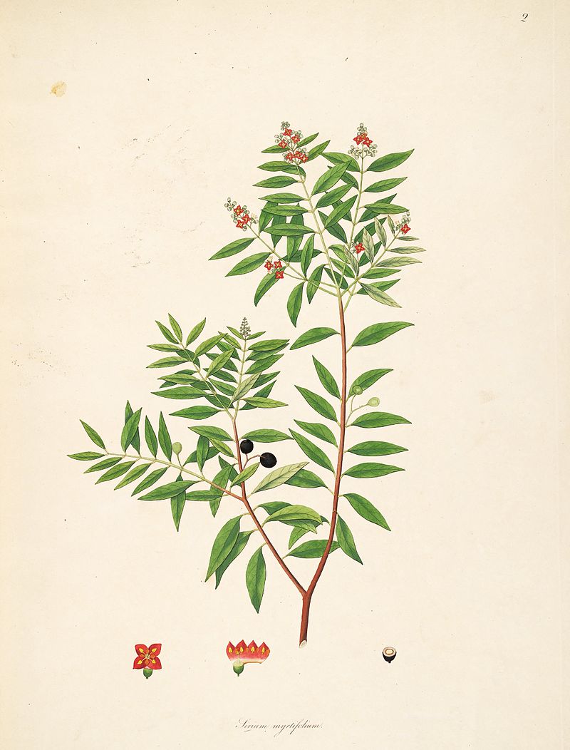 El sándalo es más conocido por sus propiedades en la aromaterapia. (Wikimedia Commons).