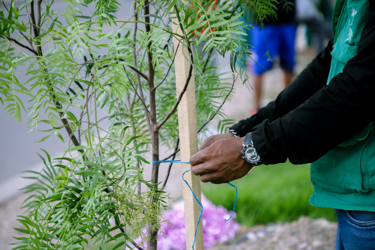 Para prevenir derrumbes, en Bogotá se sembrarán más de 100 hectáreas de  bosque - Infobae