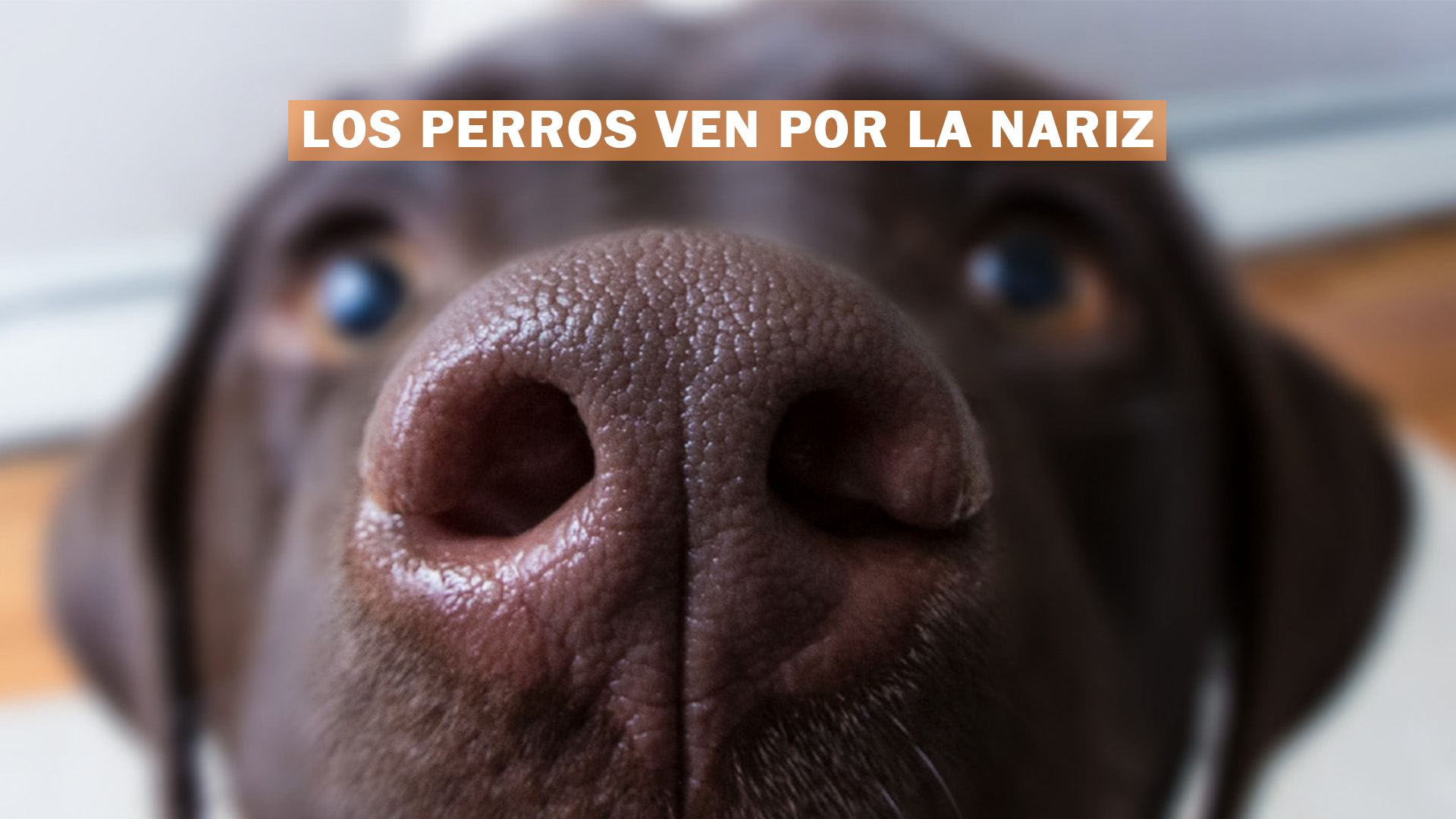 De qué forma los perros pueden ver por la nariz
