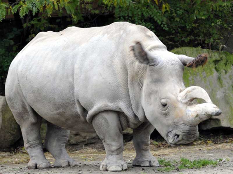 Rinoceronte blanco. Se estima que quedan 18.000 ejemplares. Habita el continente africano