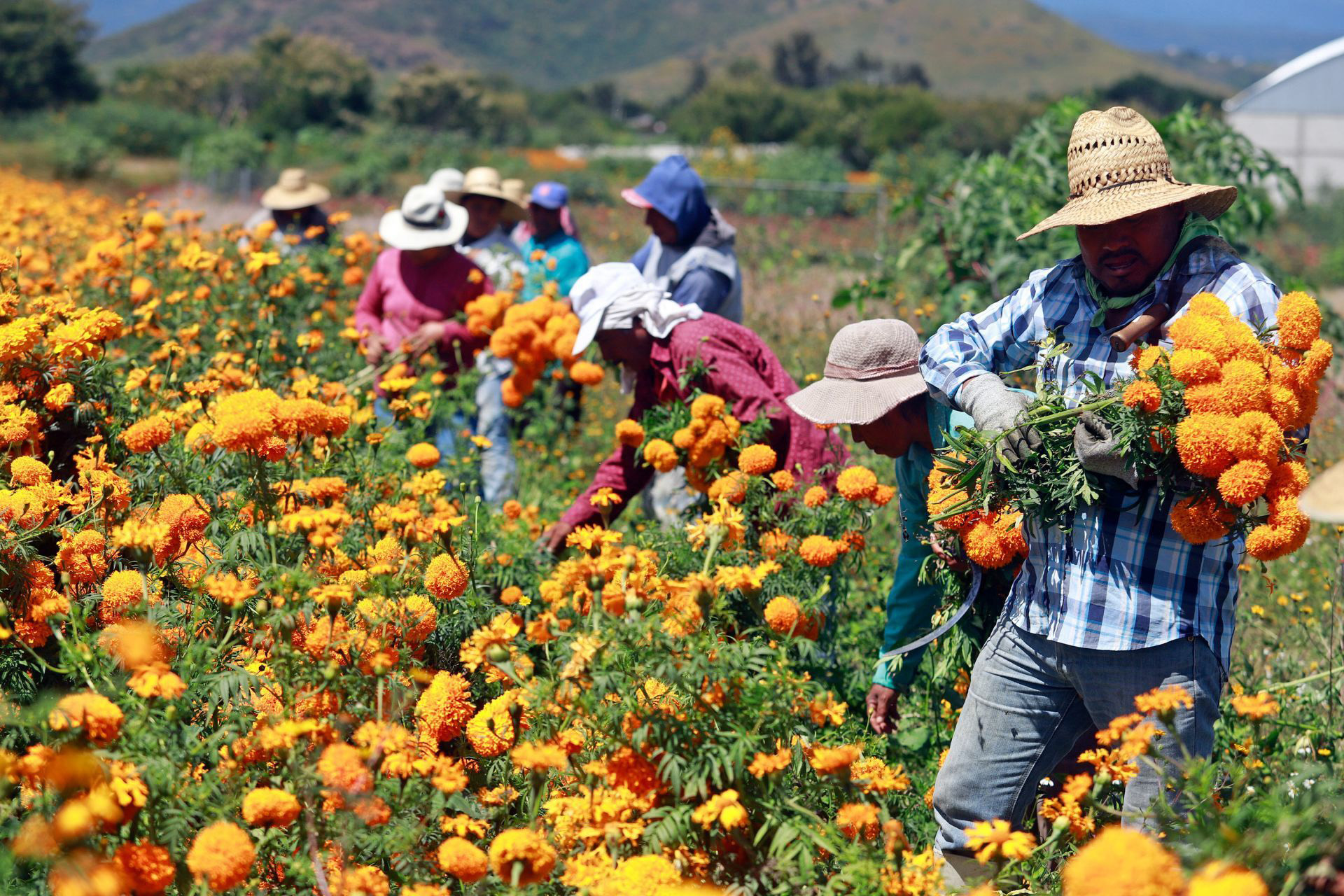 Productores de flor de cempasúchil en Atlixco iniciaron el corte para empezarla a llevarla a diferentes regiones del país para los festejos del Día de Muertos. Atlixco, Puebla, 21 de octubre de 2020.