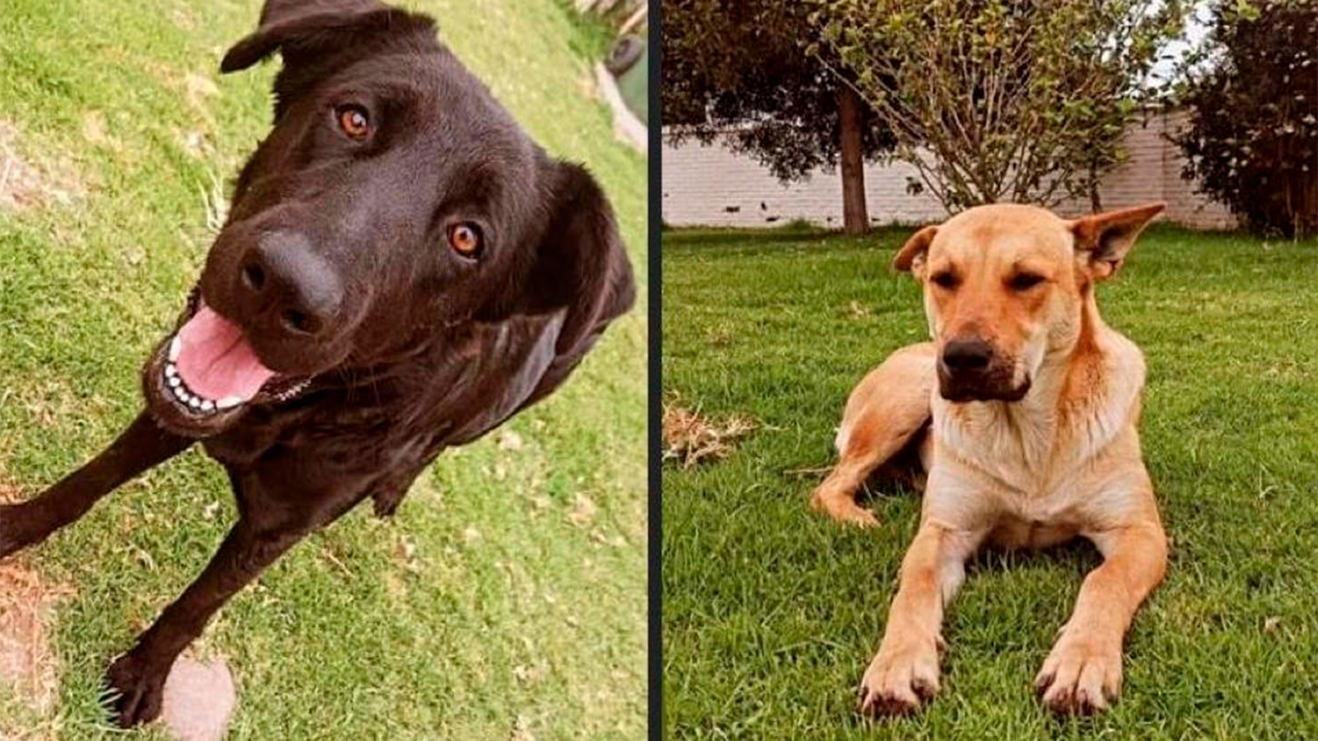 Docentes de una universidad chilena sacrificaron a dos perros para una clase de anatomía: los involucrados fueron despedidos