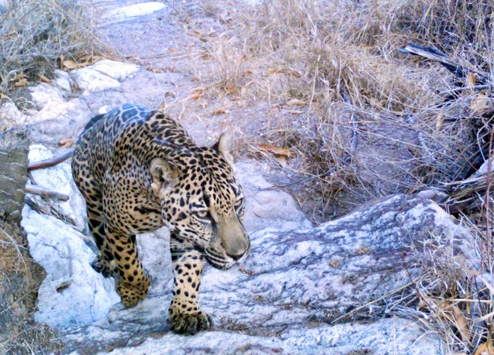 Los jaguares buscan emigrar al norte del continente ante los peligros que están expuesto en los desiertos mexicanos como la destrucción gradual de su hábitat y la caza furtiva. (Proyecto Jaguar del Norte)
