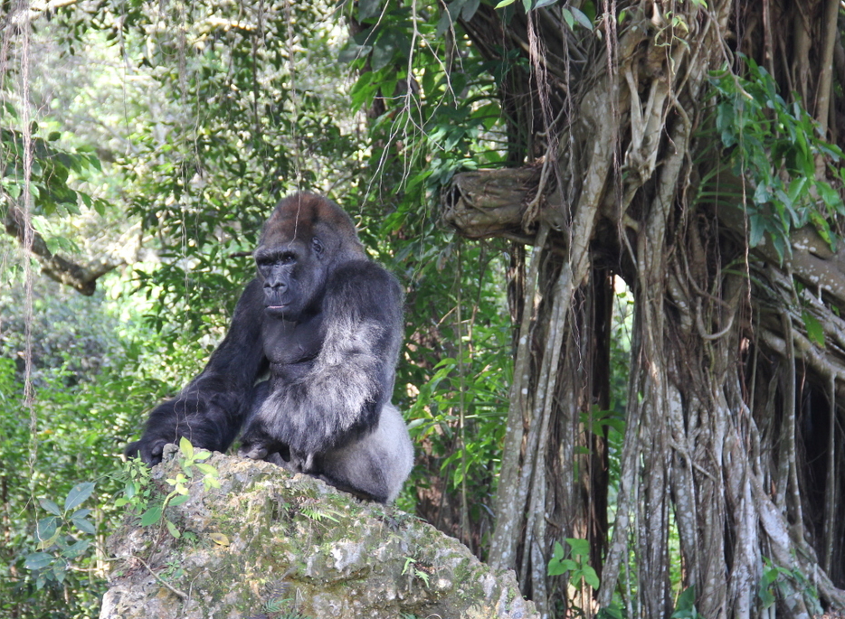 Un Gorila en la parte del zoológico conocida como Bosque de Gorilas de Camerún. 