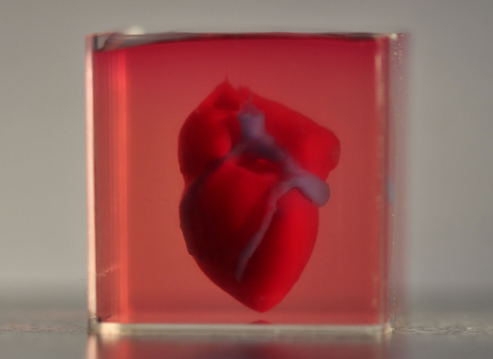 Un corazón impreso en 3D (Foto: Archivo)