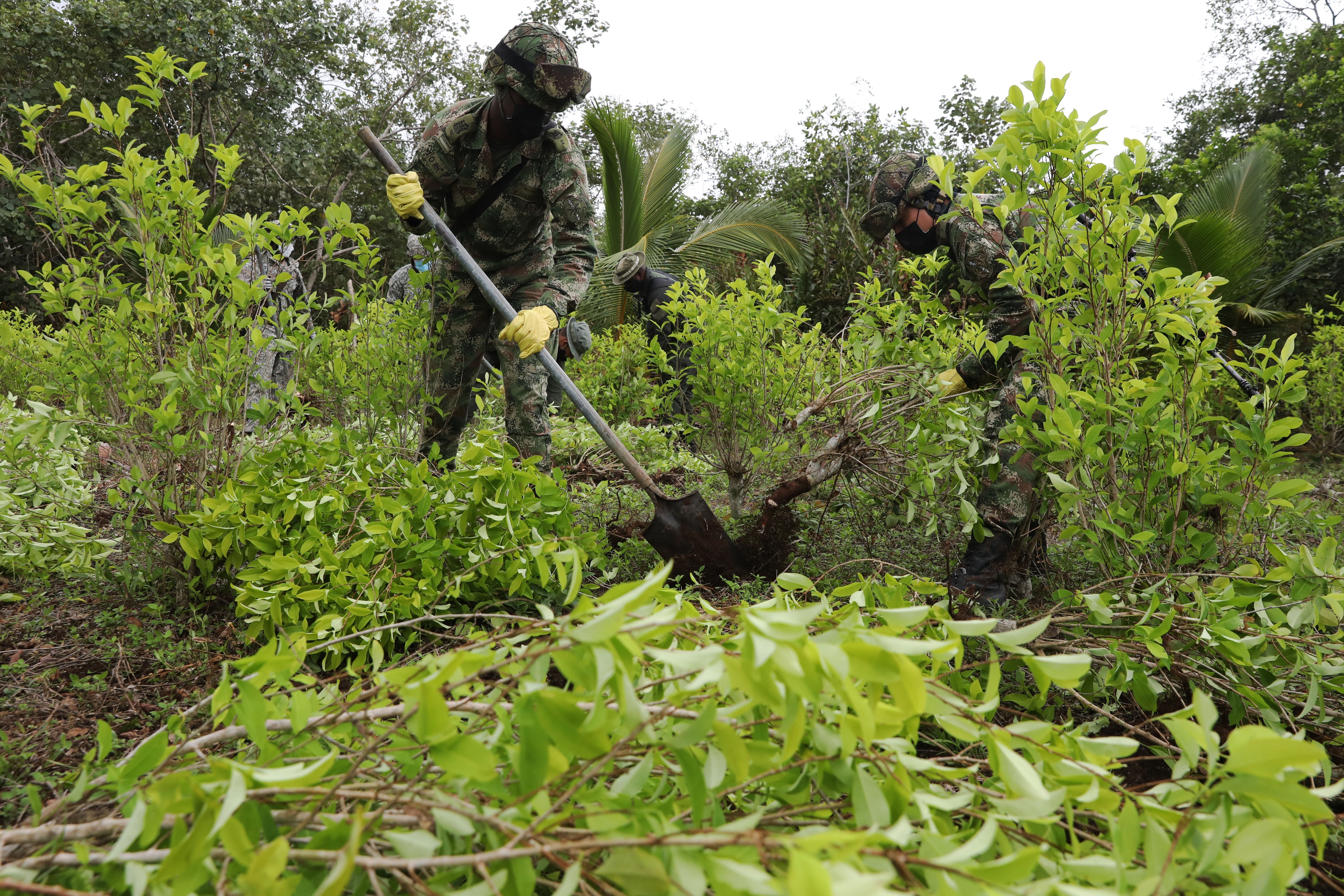 Integrantes del Ejército colombiano trabajan, en diciembre de 2020, en una jornada de erradicación de cultivos de coca en zona rural de Tumaco. EFE/Carlos Ortega/Archivo
