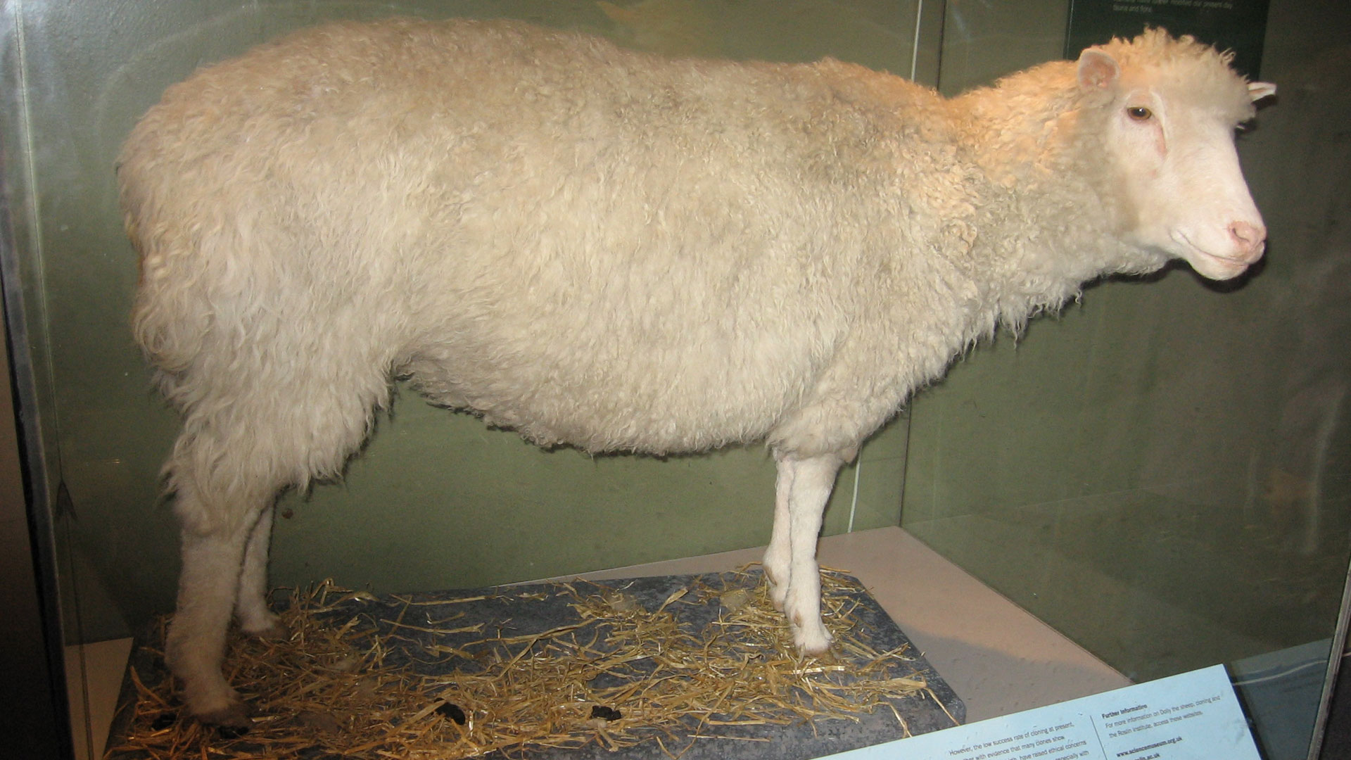 La evolución de Dolly aseguraron que no existió relación entre las patologías que padeció la oveja con su origen. Durante su vida el animal desarrolló artritis, inflamación y rigidez de las articulaciones