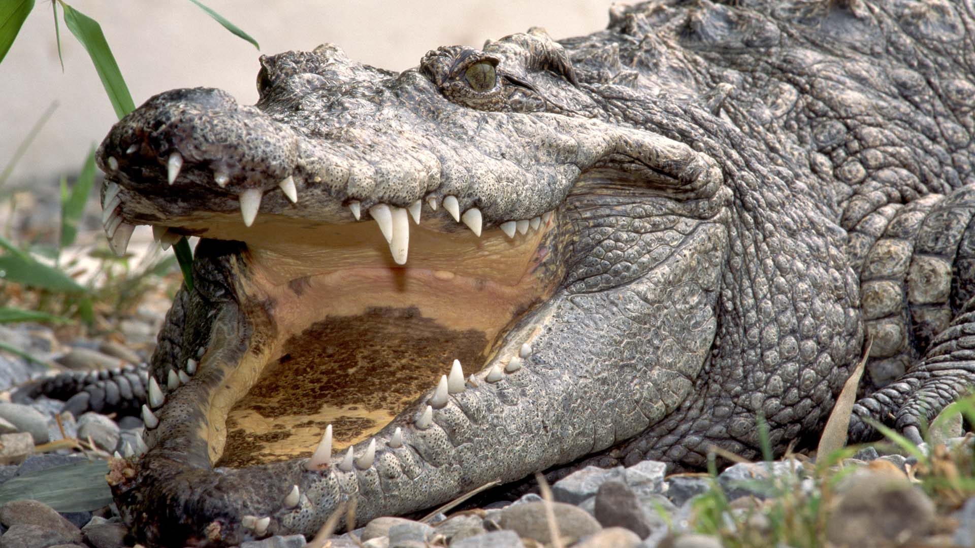 Frente a toda adversidad, el cocodrilo siamés evita de forma milagrosa su  extinción - Infobae