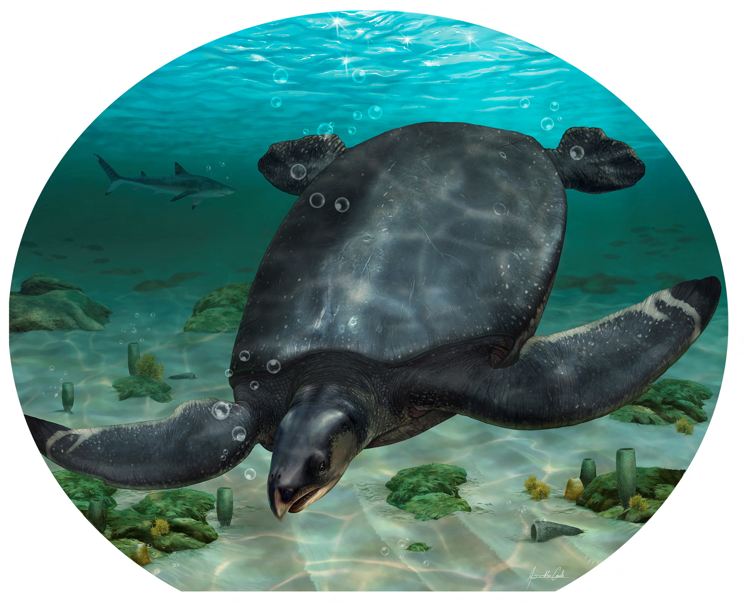 Reconstrucción ilustrada de la gran tortuga marina del Cretácico Leviathanochelys aenigmatica, que vivió hace unos 83 millones de años y cuyos fósiles se encontraron en la comarca catalana del Alt Urgell, en el noreste de España (REUTERS)