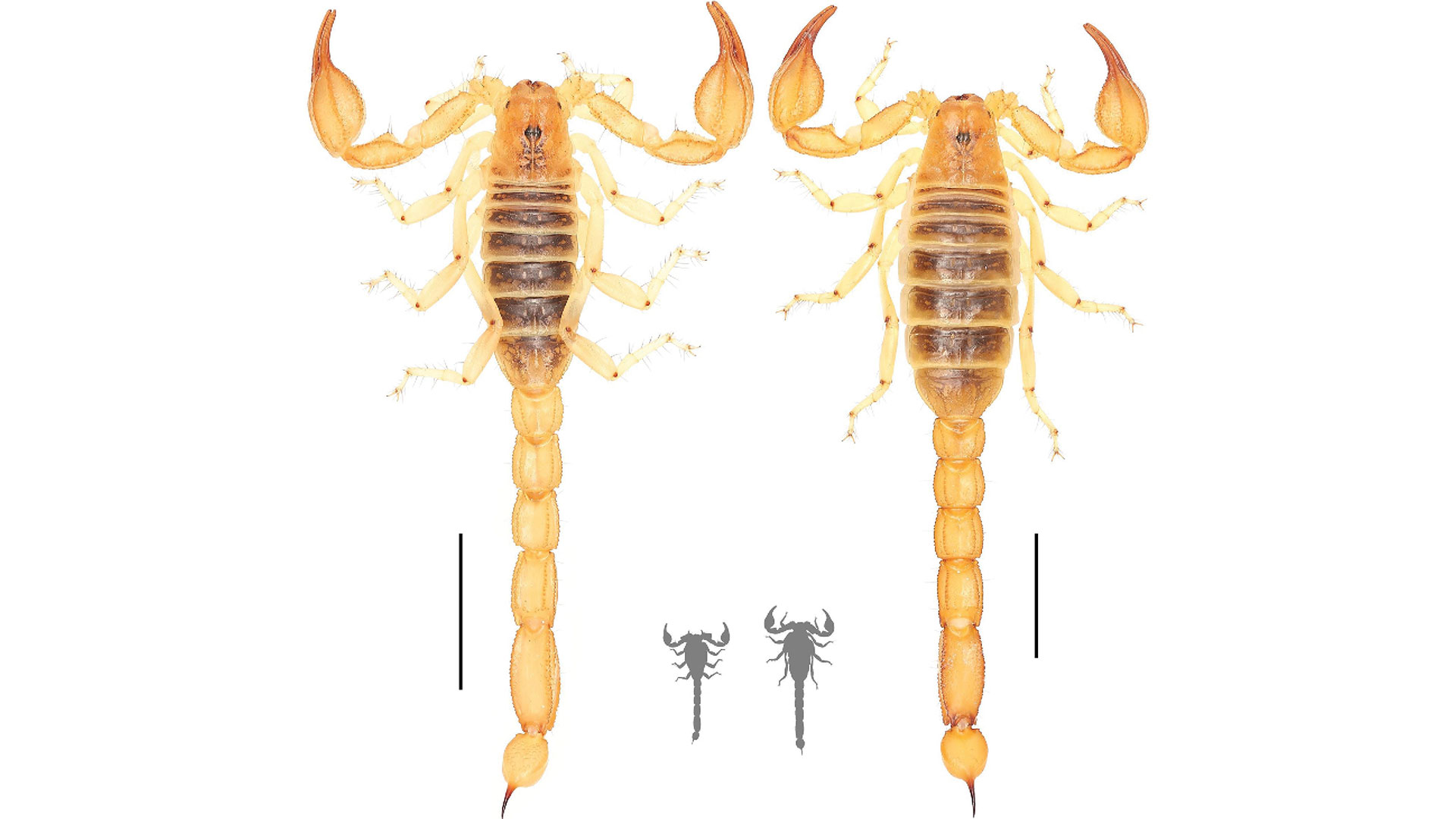 Fotografías del habitus dorsal de Paruroctonus soda: holotipo macho (izquierda) y hembra (derecha). Barras de escala 10 mm, siluetas a escala / Gentileza Gayle Laird, Academia de Ciencias de California