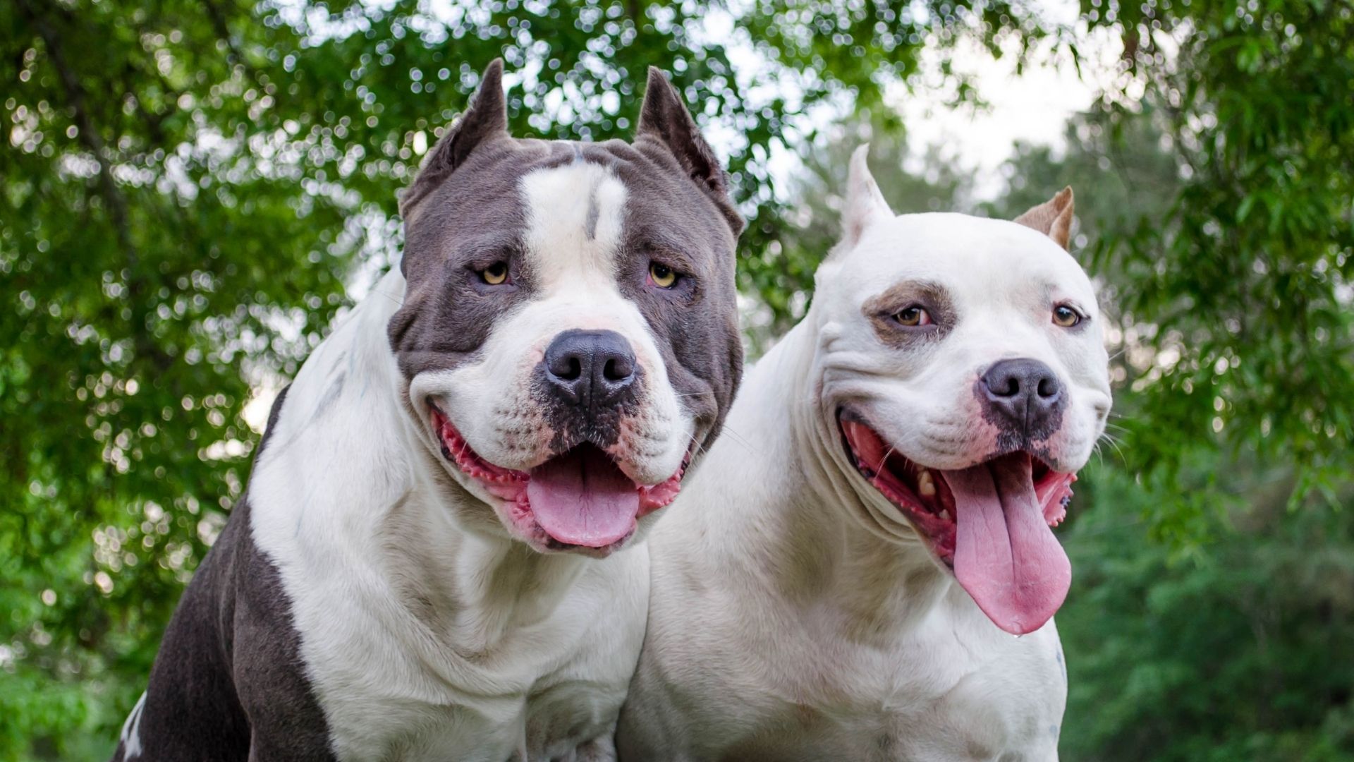 do pit bulls bite more than other dogs