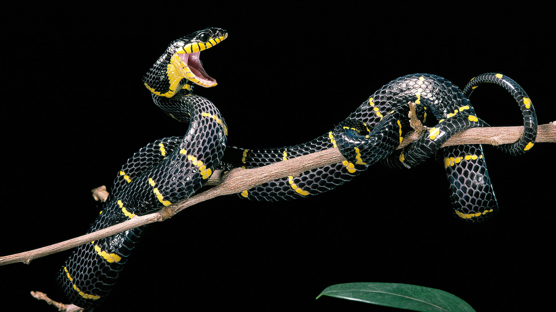 El veneno de esta serpiente no representa gran peligro para los humanos (Getty Images)