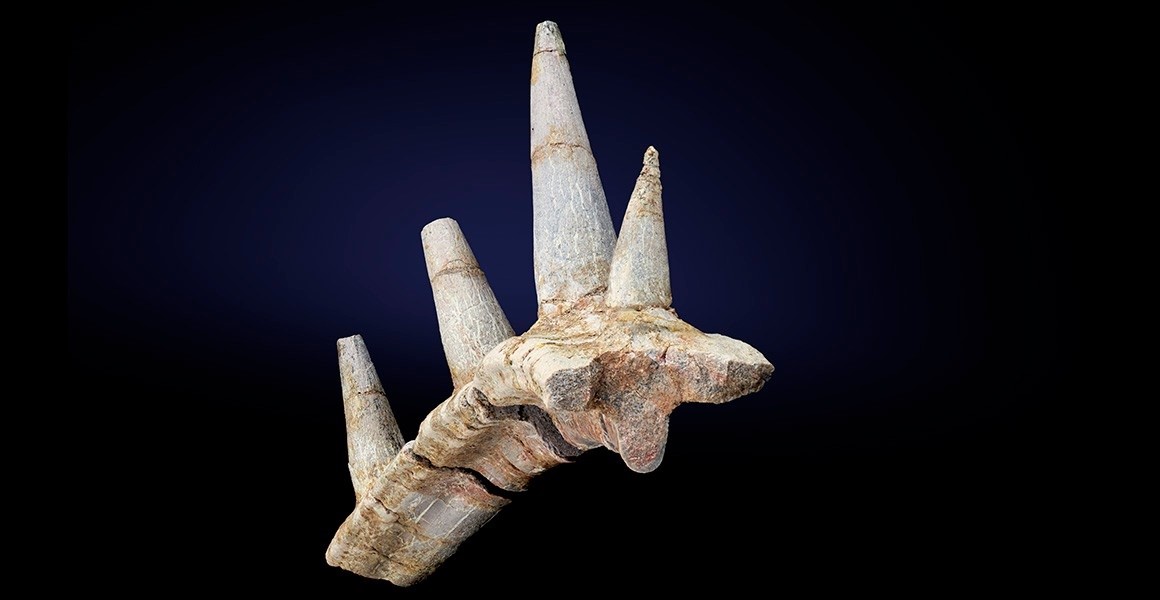 El fósil de Spicomellus afer muestra una serie de picos fusionados a una costilla (Europa Press)