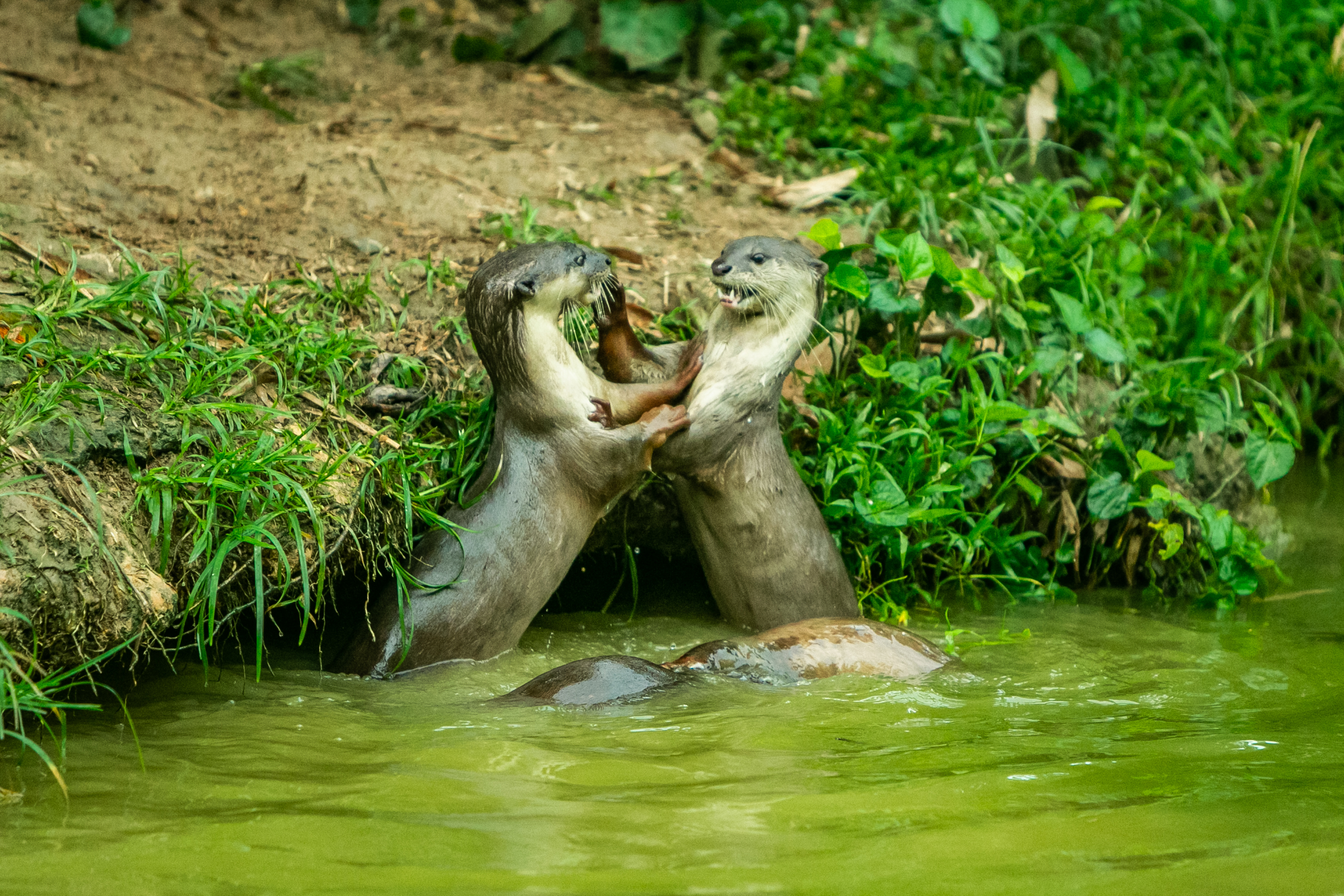 Cuáles son las principales características de las nutrias de río (Getty Images)