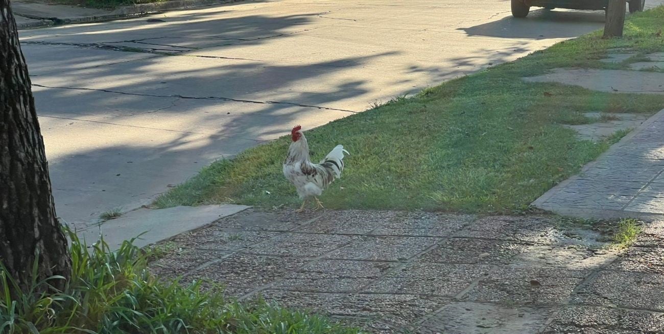 “Estás loco”: un hombre intentó matar con una pistola de aire comprimido a un gallo para que deje de cacarear