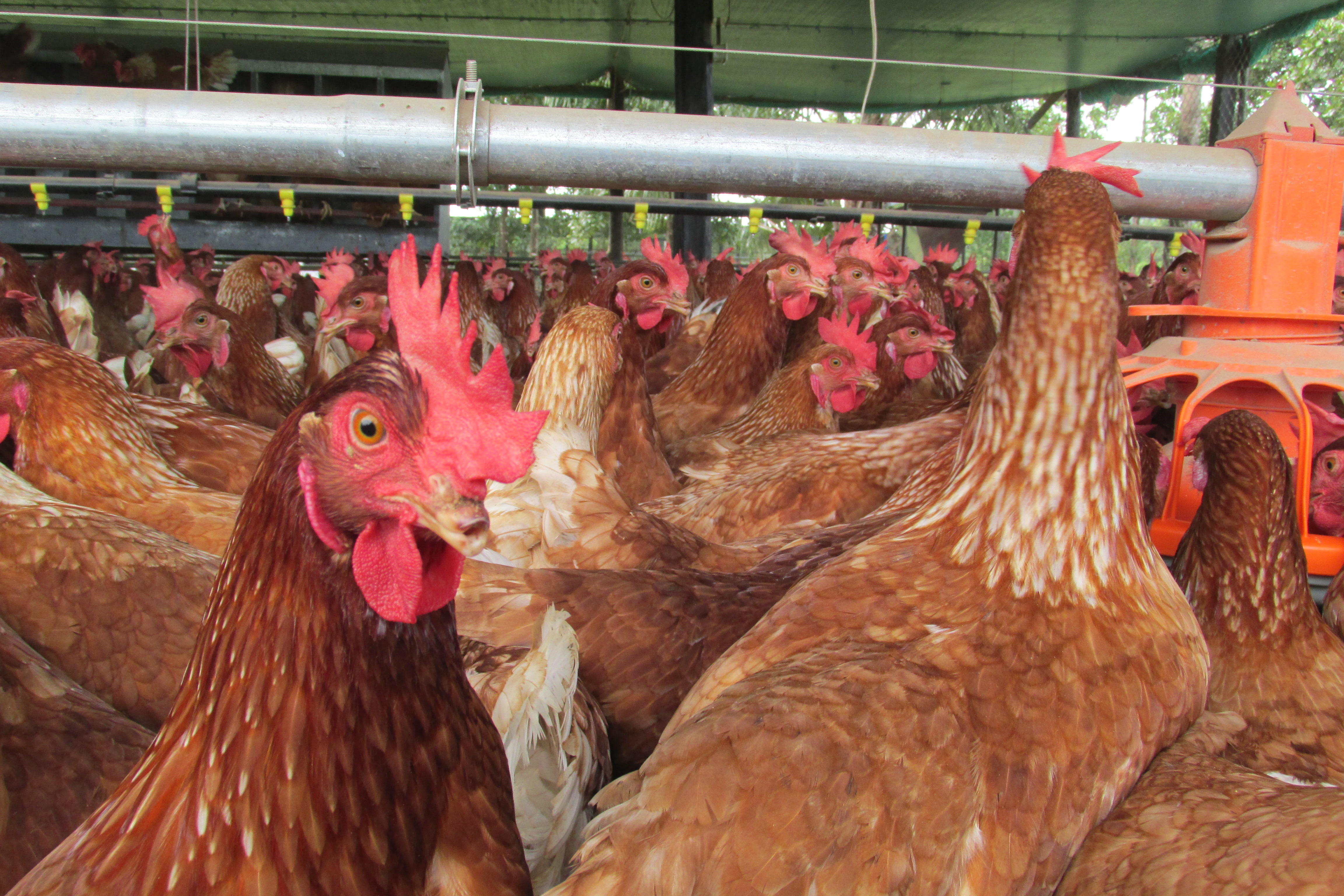 El Gobierno creó un programa de asistencia a productores avícolas por la gripe aviar