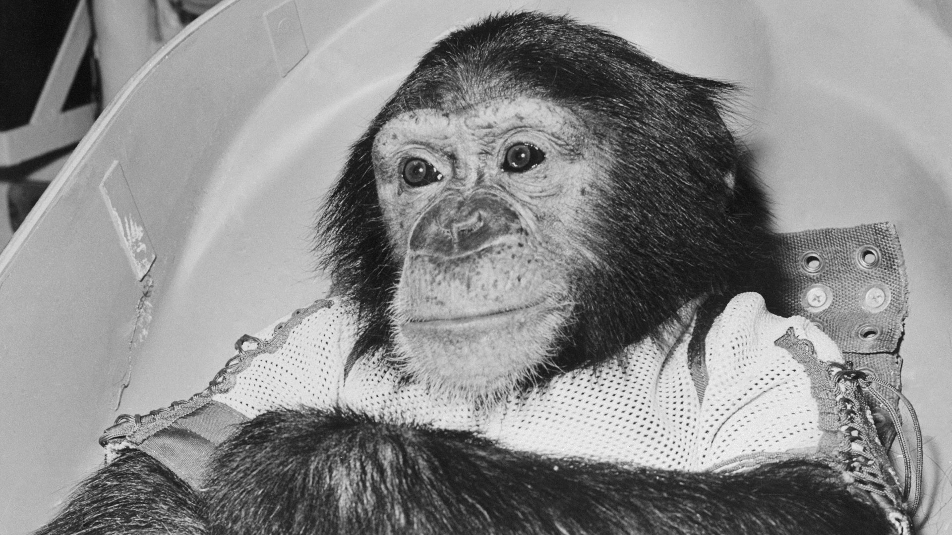 La historia de Ham, el primer chimpancé astronauta: el violento  entrenamiento al que lo sometió la NASA - Infobae