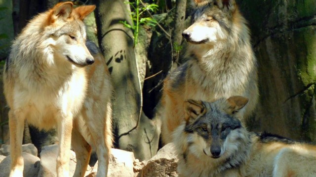 Ejemplares de lobo mexicano en el zoológico de Chapultepec. (FOTO: Archivo)