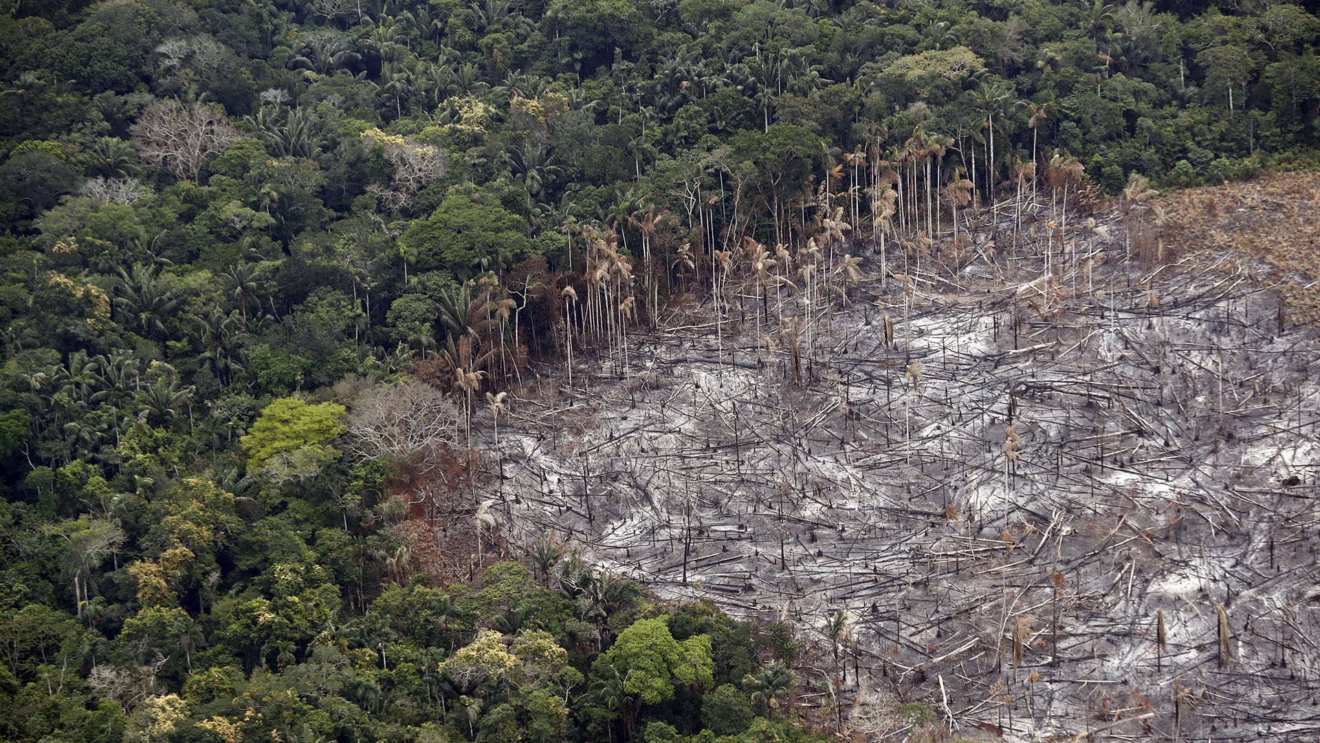 Fotografía de un terreno de selva deforestado, el 22 de febrero de 2020 (EFE)