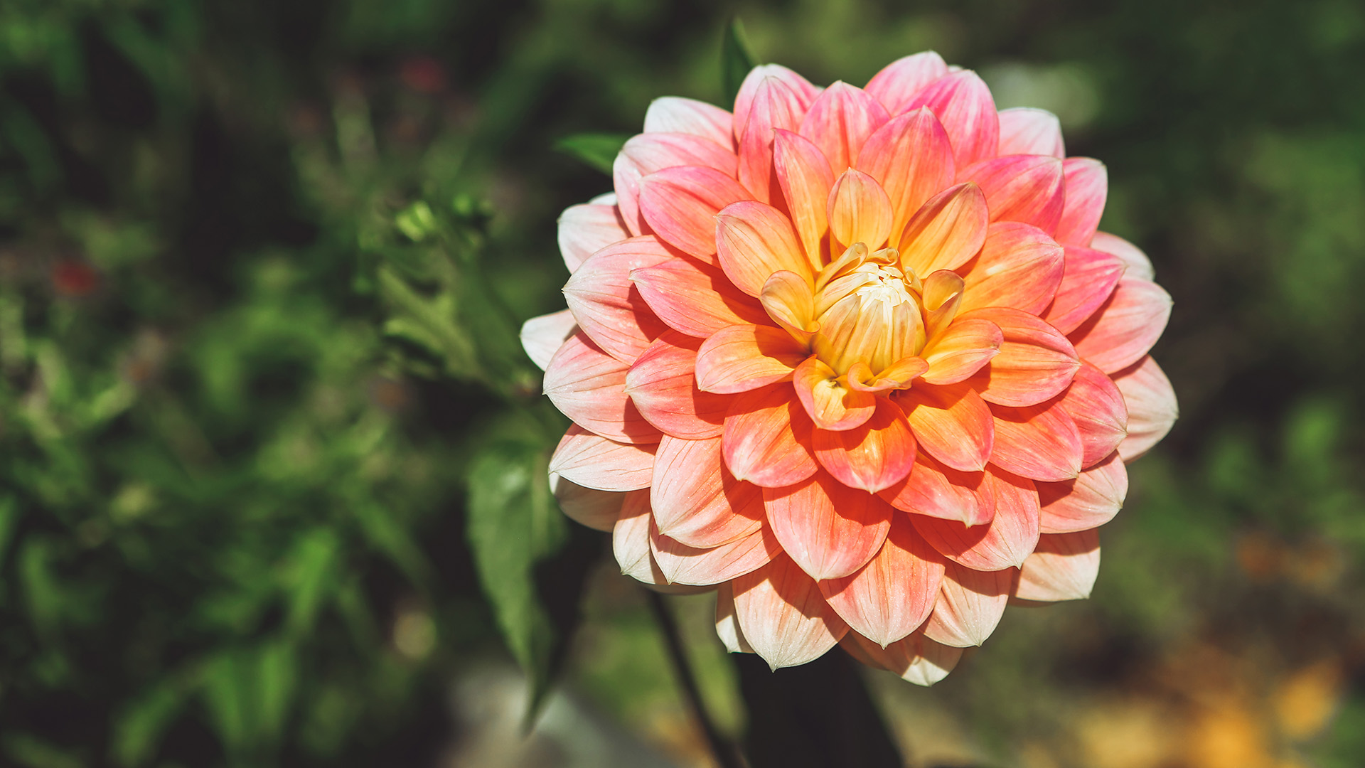 Cuáles son los beneficios de la dalia, flor originaria de México - Infobae