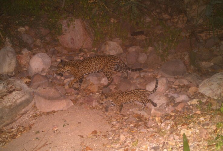 Así fue el insólito avistamiento de una jaguar hembra y su cachorro en Sonora 
