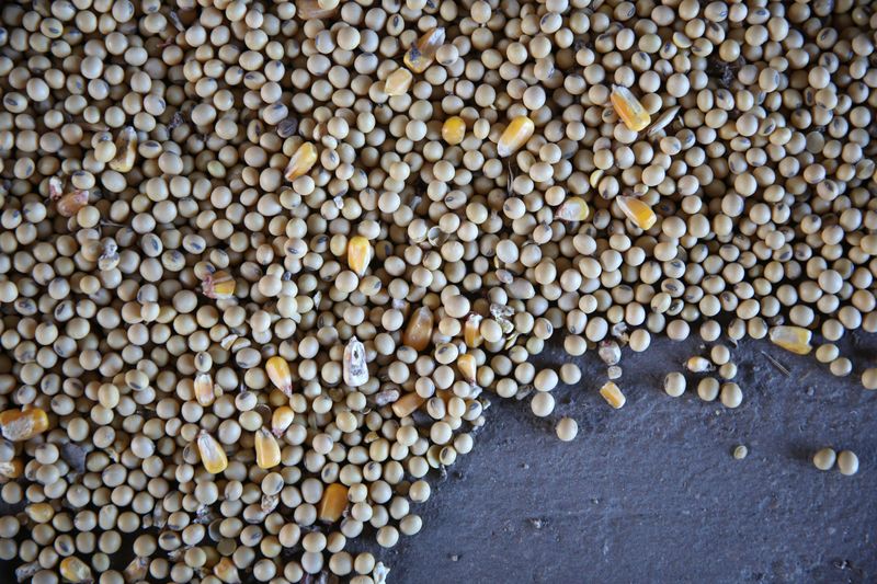 Imagen de archivo de granos de soja y maíz en el piso de un granero mientras se carga un camión con soja en una granja en Buda, Illinois, Estados Unidos. 6 de julio, 2018. REUTERS/Daniel Acker/Archivo