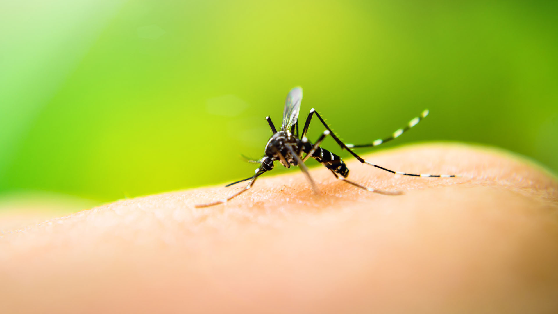La Organización Mundial de la Salud (OMS) se está preparando porque existe el riesgo de una mayor propagación de infecciones transmitidas por mosquitos, como el dengue, por el fenómeno de El Niño/Archivo