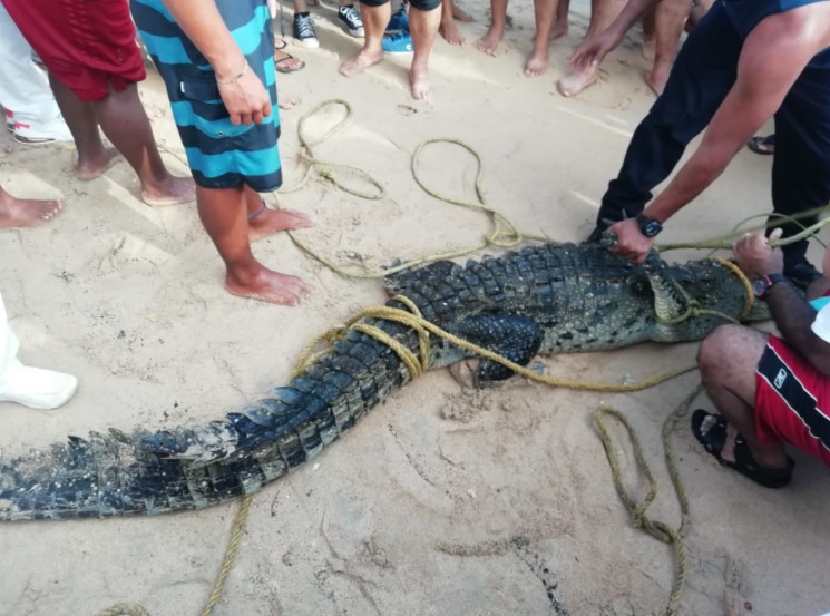 El momento en que pescadores capturan a un cocodrilo de más de dos metros  que merodeaba en playas de Acapulco - Infobae