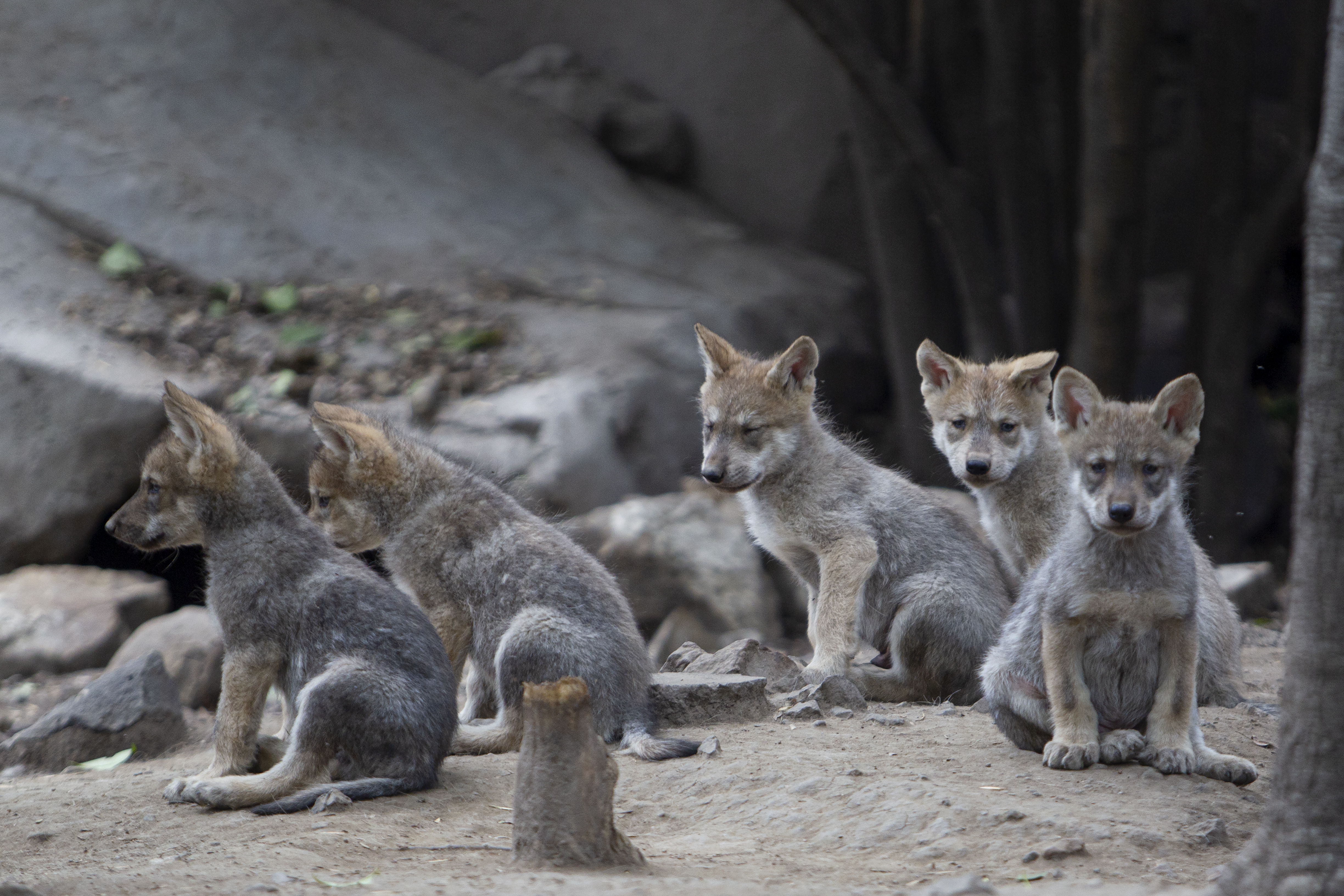 Cinco crías de lobo mexicano nacido en el zoológico de Chapultepec, Ciudad de México. Junio 11, 2021.Foto: Karina Hernández / Infobae