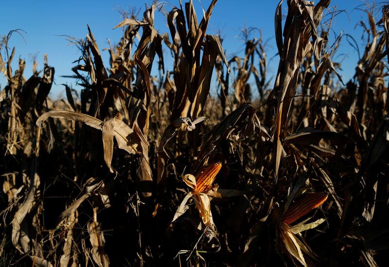Baja el precio internacional del maíz en Chicago.  REUTERS/Agustin Marcarian