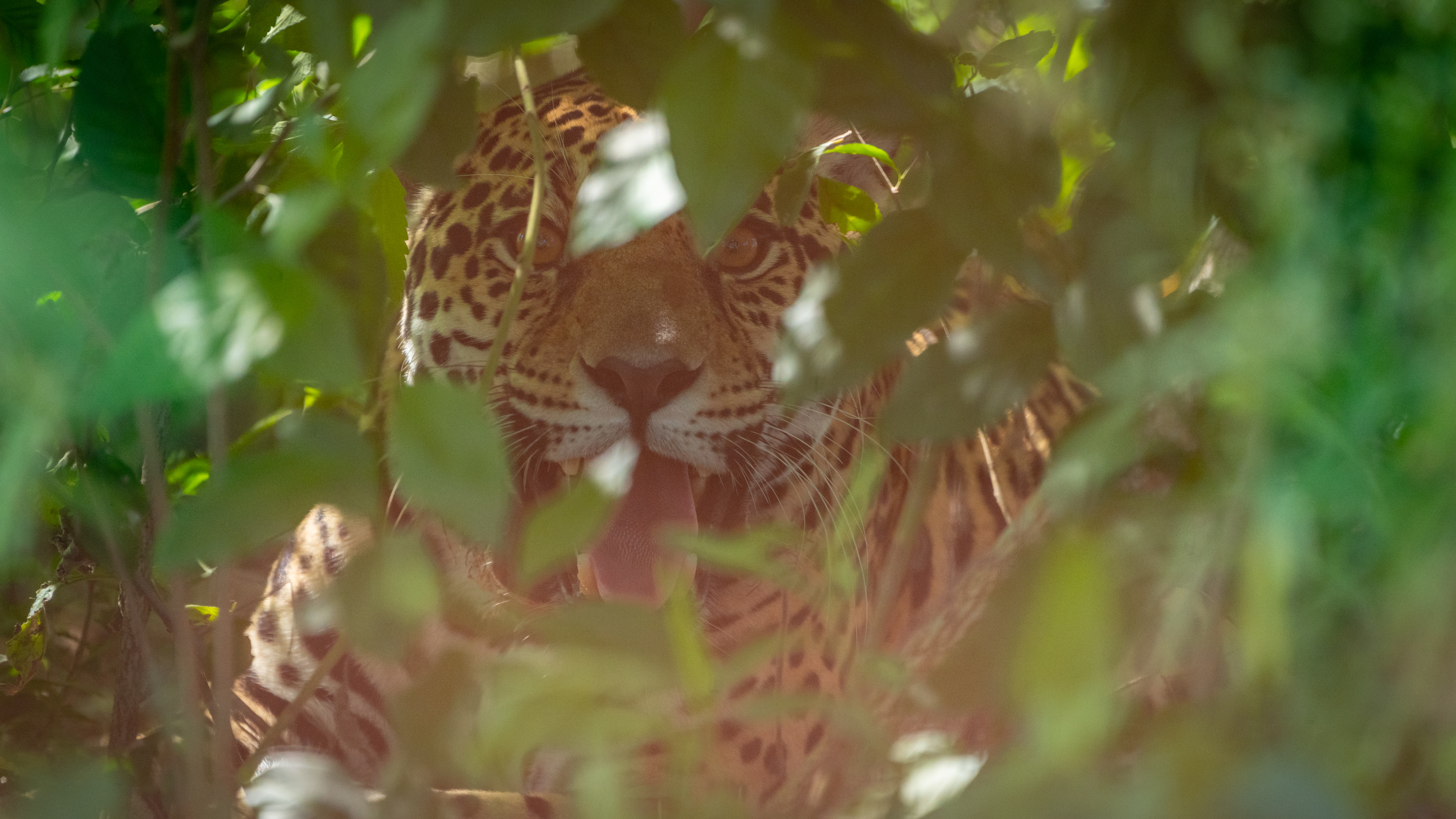 La bióloga cuenta que necesitaron 15 años para conseguir que la gente quisiera la vuelta del jaguar, el mayor depredador terrestre de este continente (Fundación Rewilding Argentina) 
