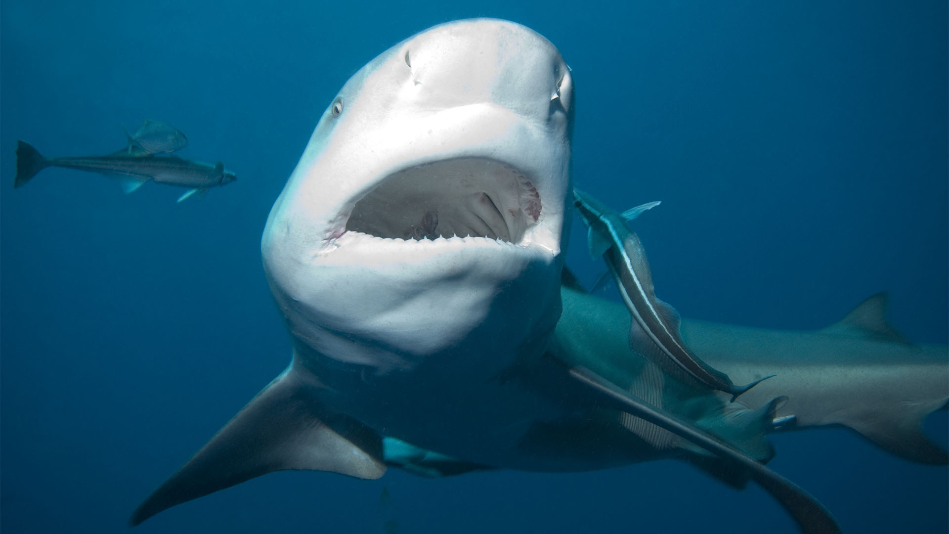 El tiburón blanco es considerado el más letal para los humanos. Pero, ¿con qué fuerza muerde? (Getty Images)