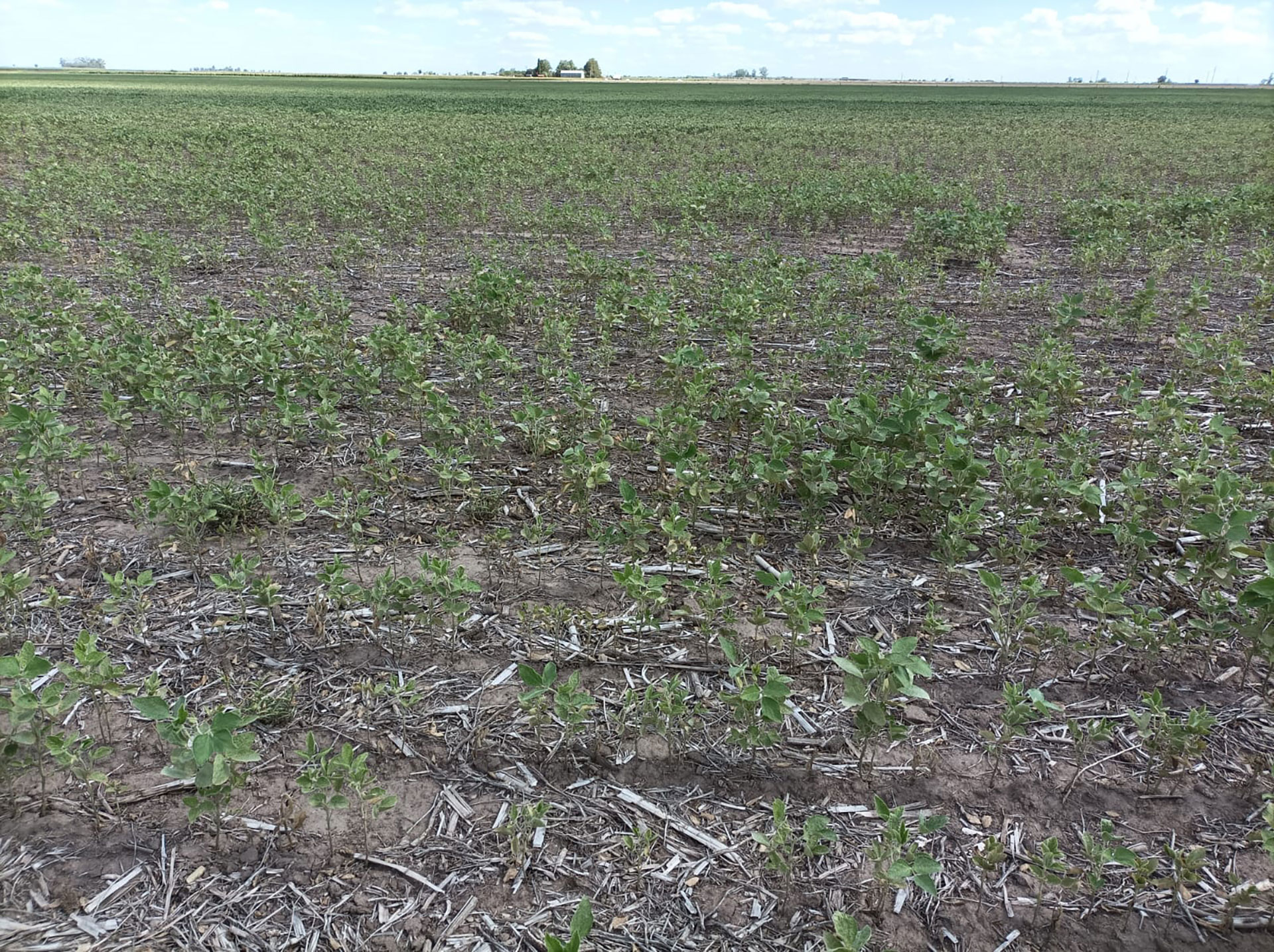 La sequía sumó más problemas a la producción de soja en la Argentina 
