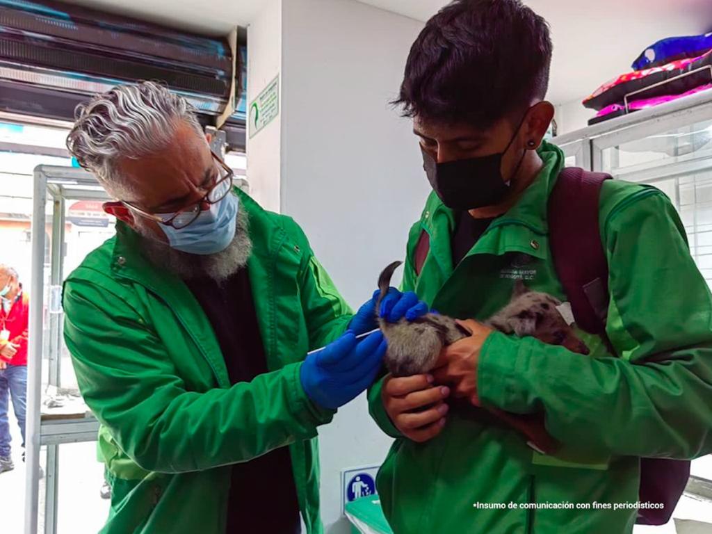Mujer fue judicializada por maltrato animal: tenía animales en precarias condiciones en una tienda de mascotas en Bogotá