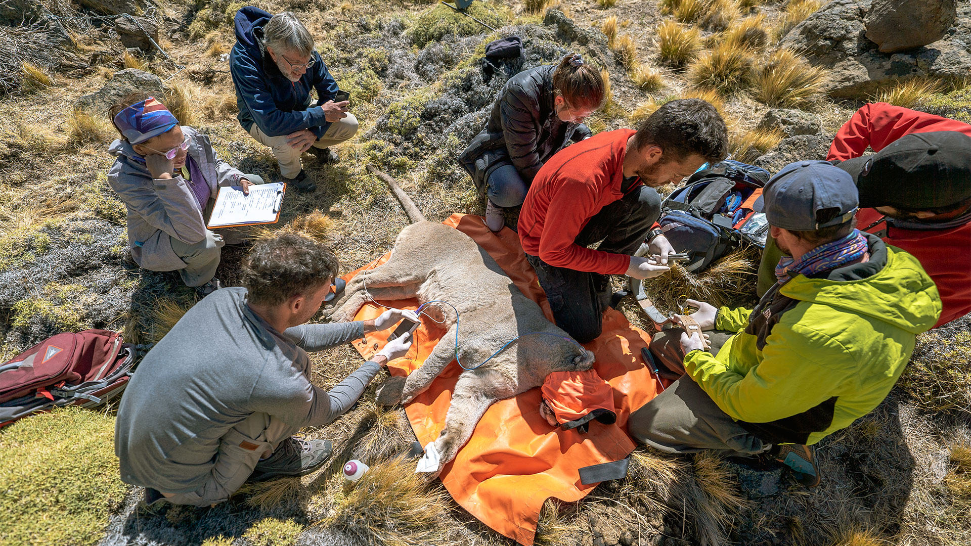 El equipo de la Fundación Rewilding Argentina al momento de colocar el collar con GPS en Pepito (Gonzalo Granja)