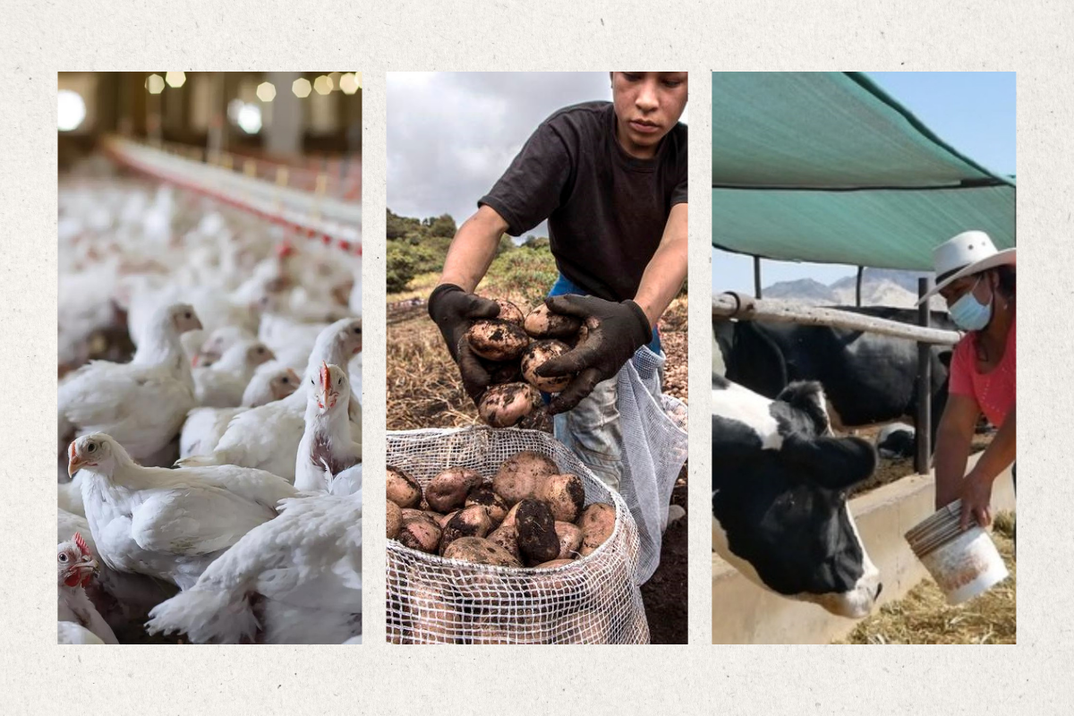 Gremios del sector agrario, avícola y ganadero advierten sobre una inminente crisis alimentaria en el Perú si continúan protestas.