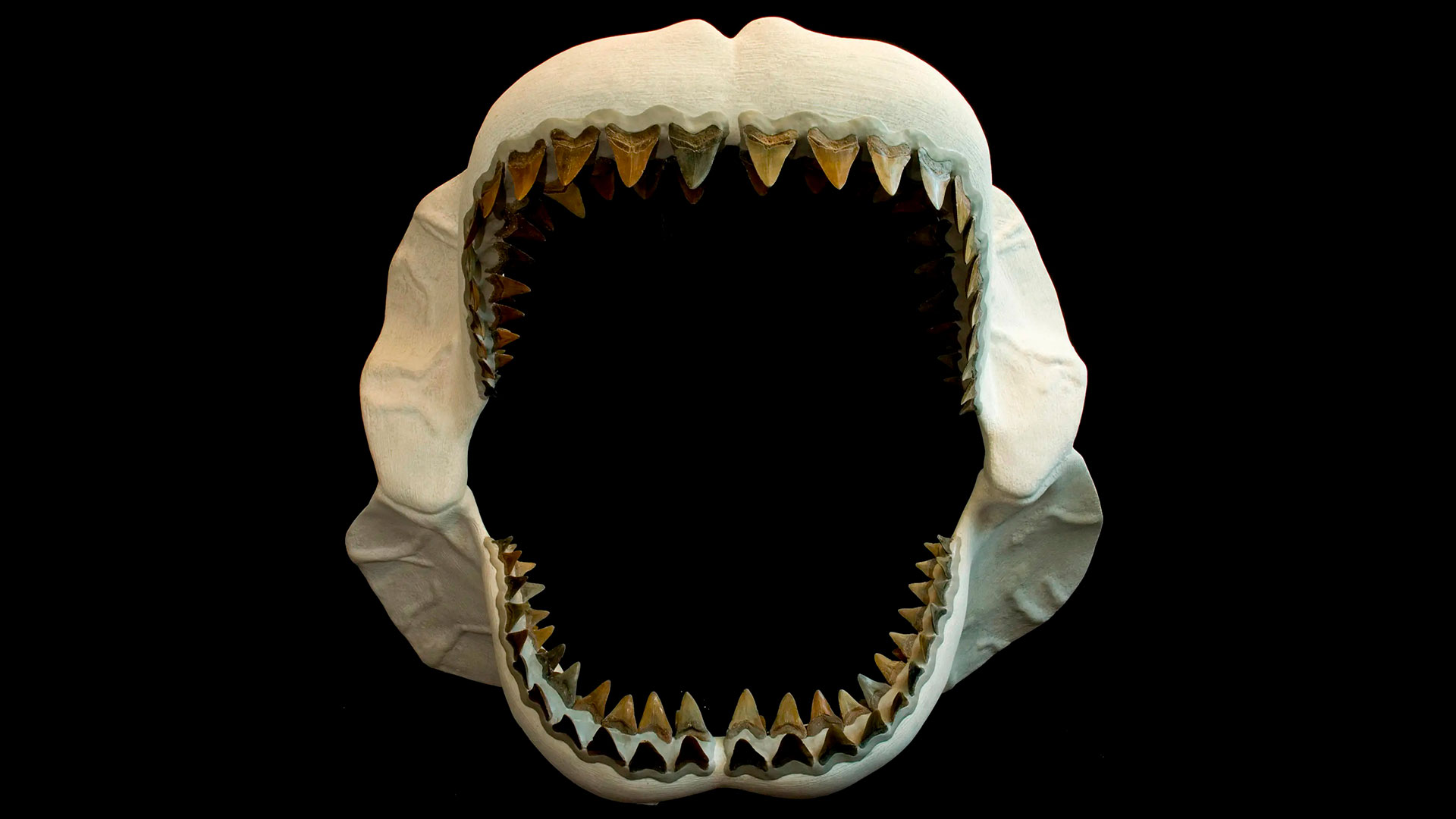 El fósil de la mandíbula de un megalodon.
