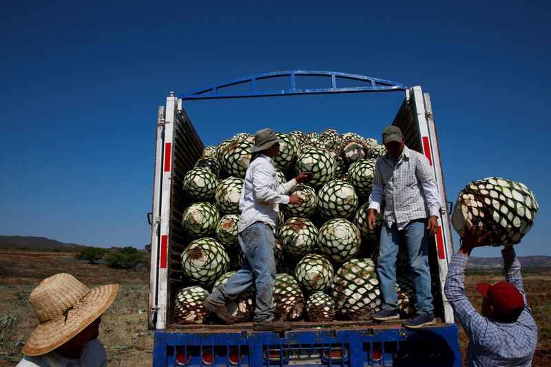 Imagen de archivo de jimadores cargando un camión con piñas de agave azul tras su cosecha en Tequila, Jalisco, México. 13 abril 2018. REUTERS/Carlos Jasso