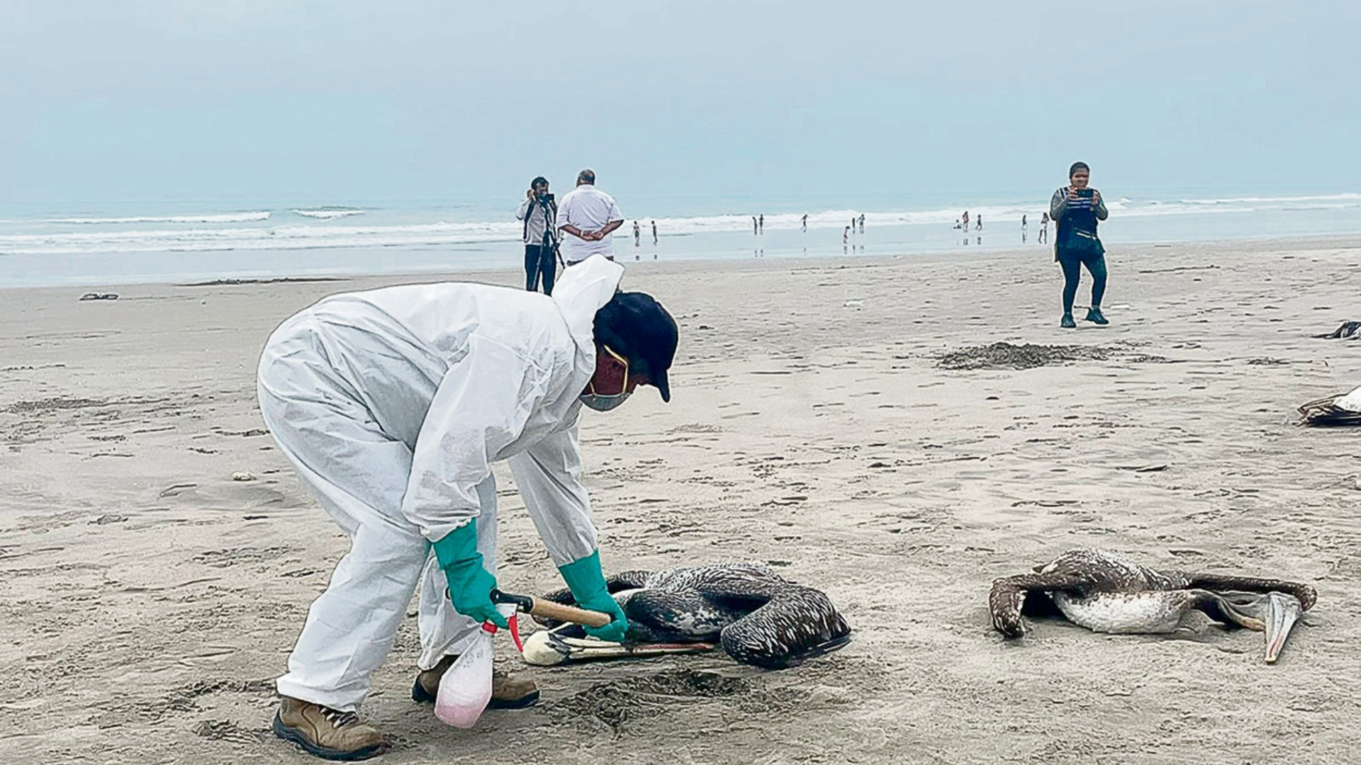 Gripe aviar en Perú mató a más de 5,500 pelícanos: Playas de Lima y del Norte en emergencia