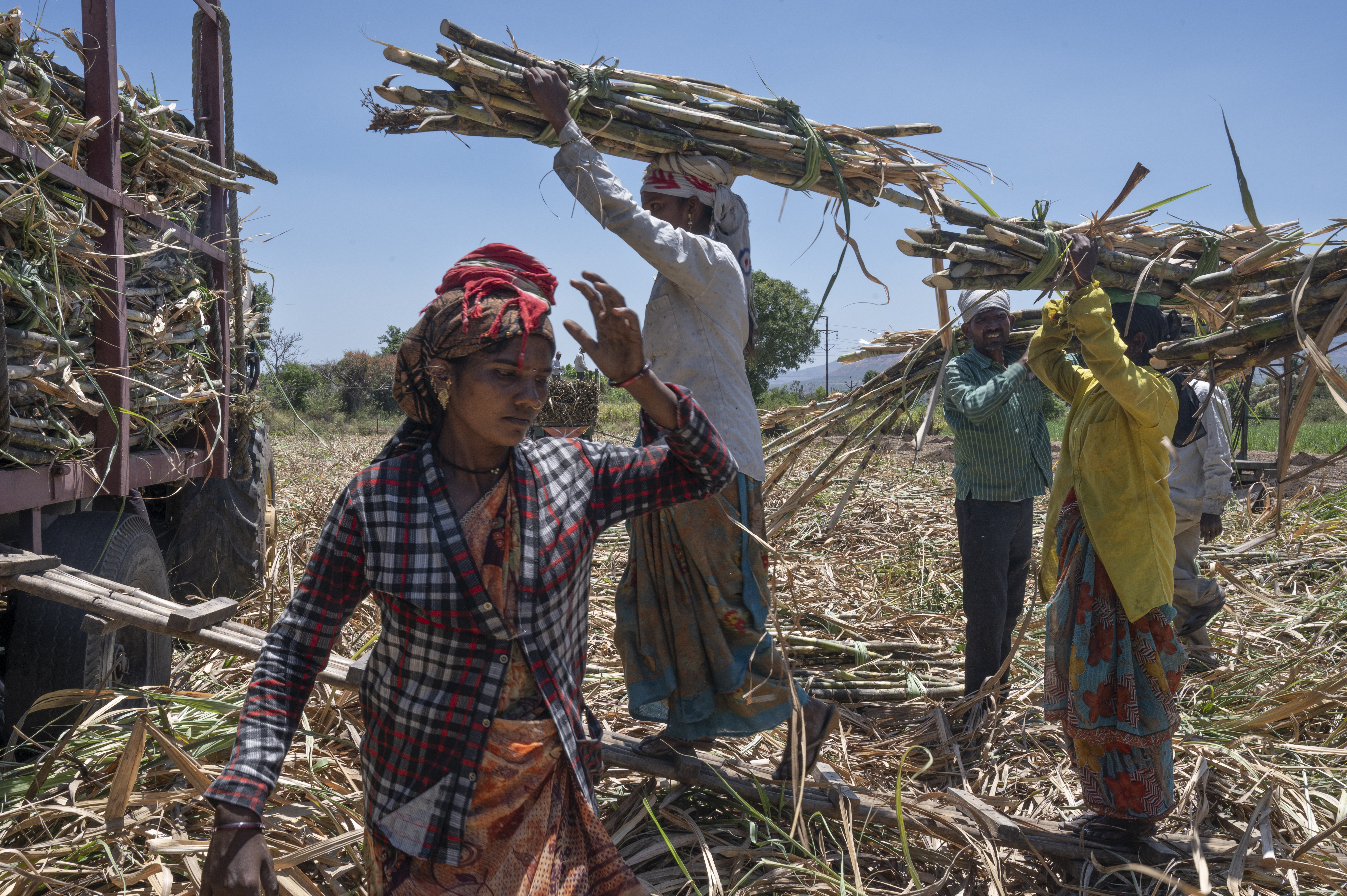 Pasamos meses con los cortadores de caña de azúcar de la India y esto es lo que encontramos - Infobae