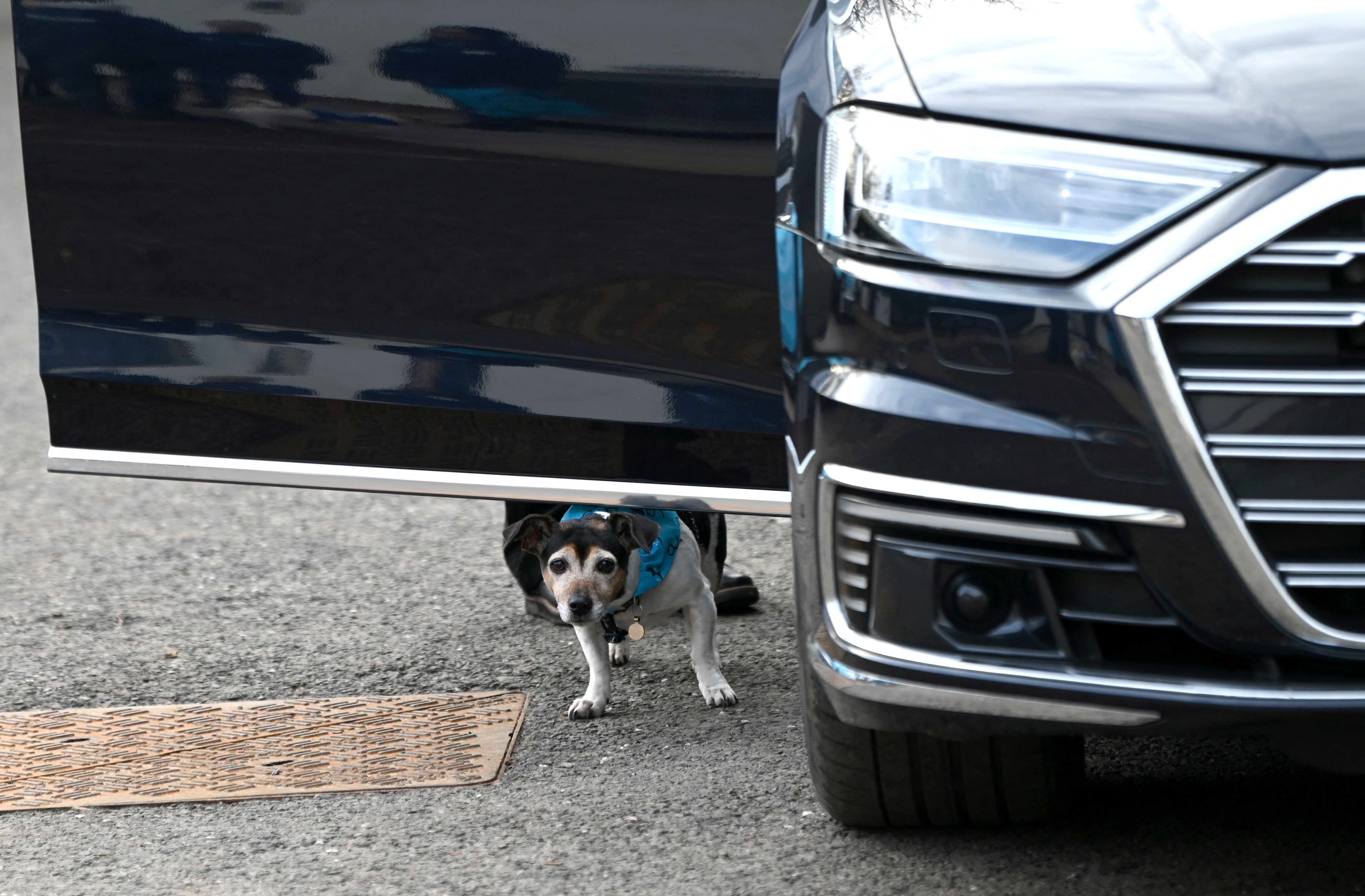 Por qué los perros suelen orinar en las ruedas de los automóviles